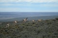 Guanaco in Tierra del Fuego Royalty Free Stock Photo