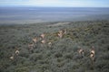 Guanaco in Tierra del Fuego Royalty Free Stock Photo