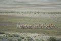 Guanaco in Tierra del Fuego Royalty Free Stock Photo