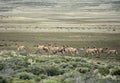 Guanaco in Tierra del Fuego Royalty Free Stock Photo