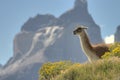 Guanaco in Torres del Paine, Chile Royalty Free Stock Photo