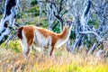 Guanaco, Torres del Paine, Chile Royalty Free Stock Photo