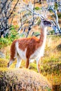 Guanaco, Torres del Paine, Chile Royalty Free Stock Photo