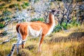 Guanaco, Torres del Paine, Chile Royalty Free Stock Photo