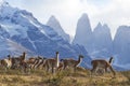 Guanaco in Torres del Paine, Chile Royalty Free Stock Photo