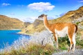 Guanaco, Torres del Paine, Chile Royalty Free Stock Photo