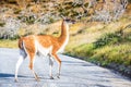 Guanaco, Torres del Paine, Chile Royalty Free Stock Photo