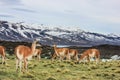 Guanaco in Torres del Paine National Park, Laguna Azul, Patagonia, Chile Royalty Free Stock Photo