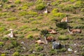 Guanaco in the Torres del Paine National Park. Patagonia, Chile Royalty Free Stock Photo