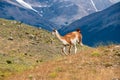 Guanaco in the Torres del Paine National Park. Patagonia, Chile Royalty Free Stock Photo