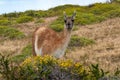 Guanaco in the Torres del Paine National Park. Patagonia, Chile Royalty Free Stock Photo