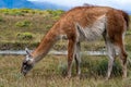 Guanaco in the Torres del Paine National Park. Patagonia, Chile Royalty Free Stock Photo