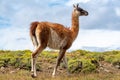 Guanaco in the Torres del Paine National Park. Patagonia, Chile Royalty Free Stock Photo