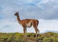 Guanaco in the Torres del Paine National Park. Patagonia, Chile Royalty Free Stock Photo