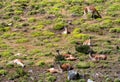 Guanaco in the Torres del Paine National Park. Patagonia, Chile Royalty Free Stock Photo