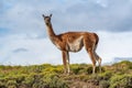 Guanaco in the Torres del Paine National Park. Patagonia, Chile. Royalty Free Stock Photo