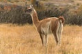 Guanaco in Torres del Paine National Park, Patagonia, Chile,