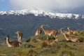 Guanaco in Valle Chacabuco, Chile Royalty Free Stock Photo