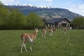 Guanaco in Valle Chacabuco, Patagonia Royalty Free Stock Photo