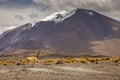 Guanaco vicuna in Bolivia altiplano near Chilean atacama border, South America