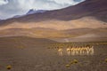 Guanaco vicuna in Bolivia altiplano near Chilean atacama border, South America