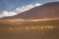 Guanaco vicuna in Bolivia altiplano near Chilean atacama border, South America