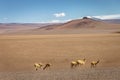 Guanaco vicuna in Bolivia altiplano near Chilean atacama border, South America