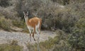 Guanaco