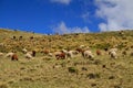 Guanacoes (Lama guanicoe)