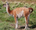 Guanacoes Lama guanicoe