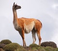 Guanacoes Lama guanicoe