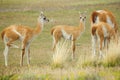 Guanacoes in national park Torres del Paine, Chile, South America Royalty Free Stock Photo