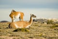 Guanacoes in the patagonian steppe