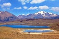 Guanacos grazing by the lake Royalty Free Stock Photo