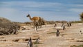 Guanacos ` Lama guanicoe ` and Magellanic penguins ` Spheniscus magellanicus ` Royalty Free Stock Photo