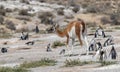Guanacos ` Lama guanicoe ` and Magellanic penguins ` Spheniscus magellanicus ` Royalty Free Stock Photo