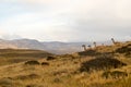 Guanacos in the landscape of the Torres del Paine mountains with a rainbow, Torres del Paine National Park, Chile