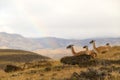 Guanacos in the landscape of the Torres del Paine mountains with a rainbow, Torres del Paine National Park, Chile