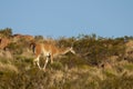 Guanacos in Lihue Calel National Park, La Pampa,