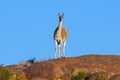 Guanacos in Lihue Calel National Park, La Pampa,