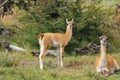 Guanacos in National Park Torres del Paine