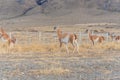 Guanacos in Parque Nacional Torres del Paine in Chile