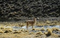 Guanacos Rio Taguas in the high mountains Royalty Free Stock Photo