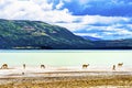 Guanacos Wild Lamas Torres del Paine National Park Chile