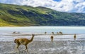 Guanacos Wild Lamas Torres del Paine National Park Chile