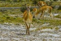 Guanacos Wild Lamas Torres del Paine National Park Chile