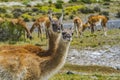 Guanacos Wild Lamas Torres del Paine National Park Chile