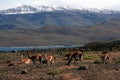 Guanacos (wild llamas) in Patagonia