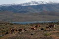 Guanacos (wild llamas) in Patagonia