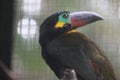 The Guanan Toucanet On The Branch